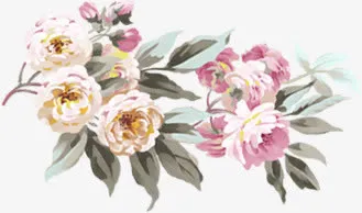 手绘 花朵 PNG透明背景