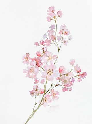 手绘花枝古风元素免抠