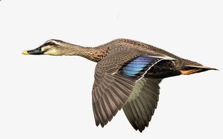 飞翔的斑嘴鸭免抠