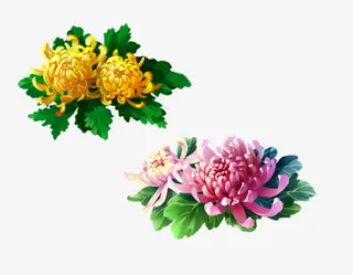 盛放的九月菊免抠