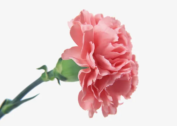 花朵免抠