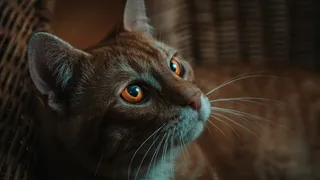 宠物萌宠猫咪背景高清