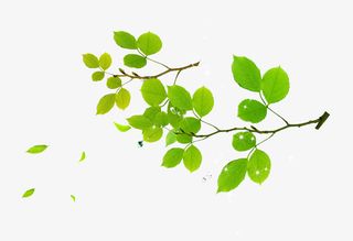 绿色树叶树枝装饰图案免抠