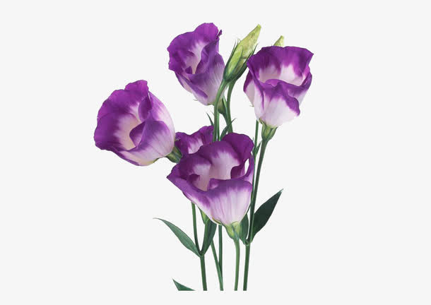 紫白色花朵免抠