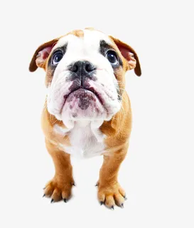 瞪眼的哈巴狗免抠