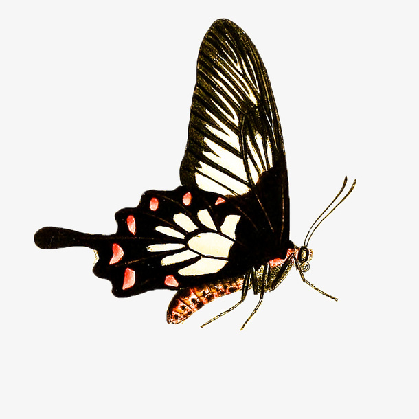 春天蝴蝶昆虫多足免抠