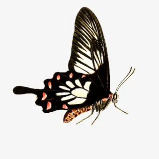 春天蝴蝶昆虫多足免抠