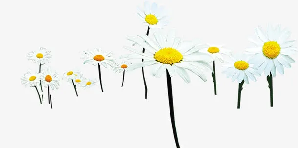 春天白色雏菊花海免抠