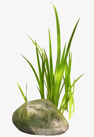 绿色春天草坪装饰免抠