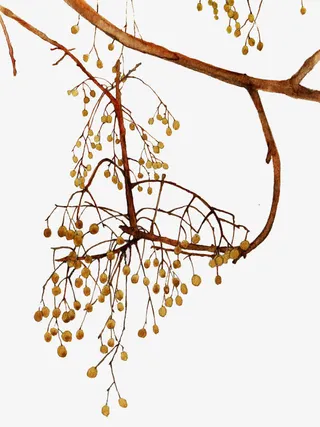 手绘树枝矢量素材免抠