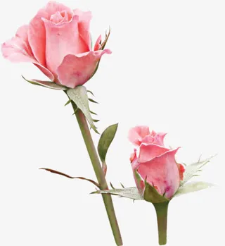 淡粉花骨朵免抠