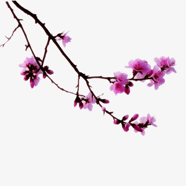 梅花树枝素材免抠