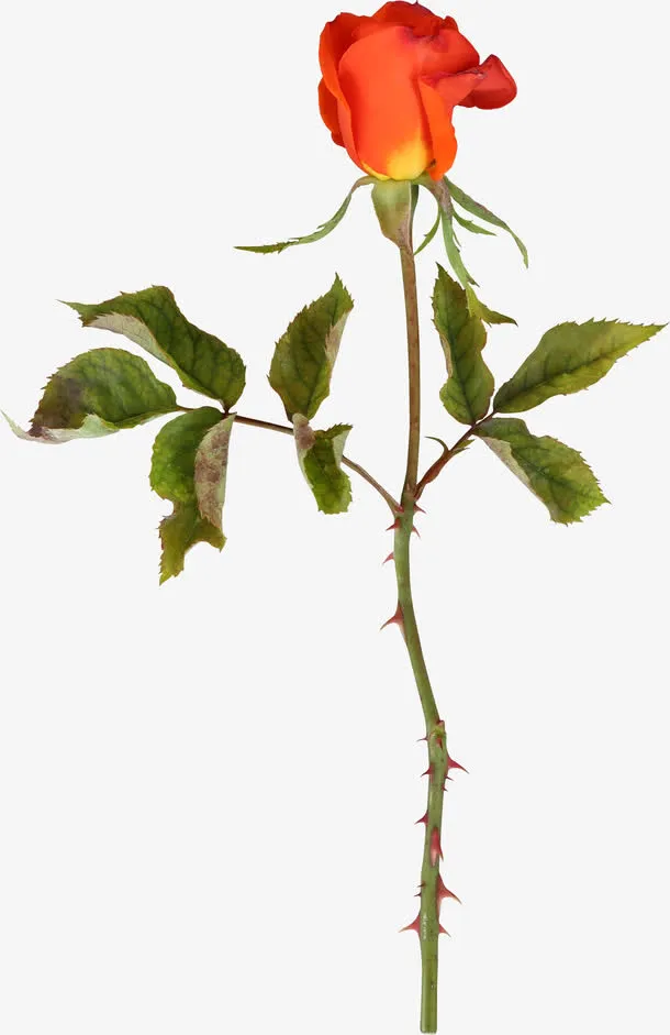 一枝月季花免抠