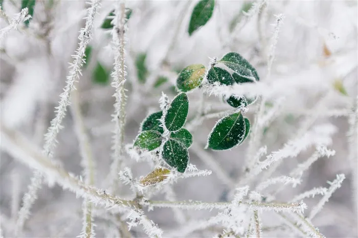 冬天雪景自然风景高清
