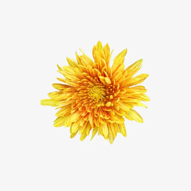 菊花免抠