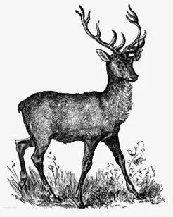 素描小鹿免抠