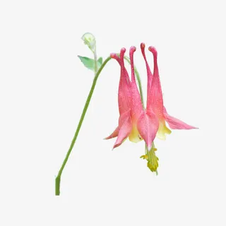 粉红色插画垂花免抠