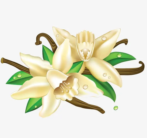 白色花朵免抠