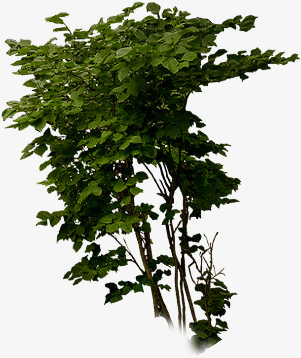 春天公司植物树叶免抠