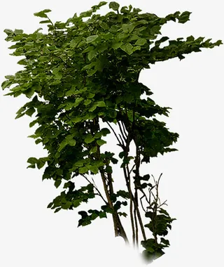 春天公司植物树叶免抠