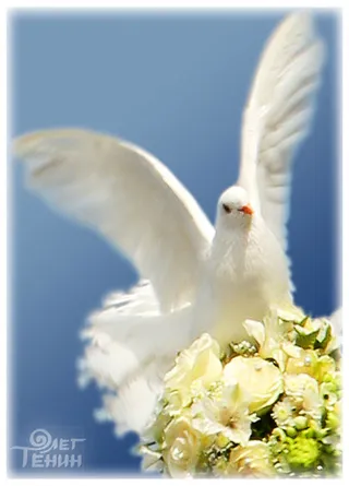 婚礼白鸽素材免抠