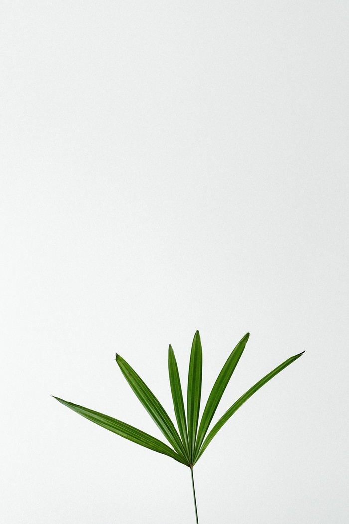 植物风格背景高清