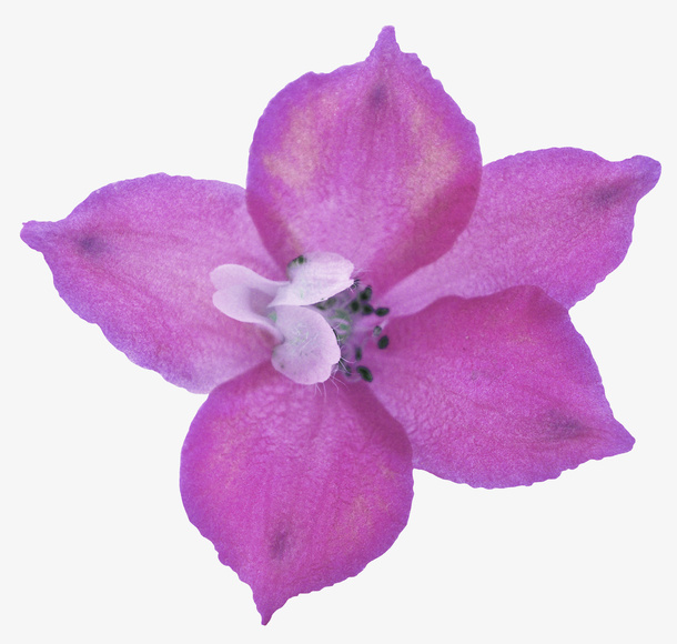紫花魁免抠
