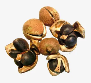 成熟的山茶果免抠