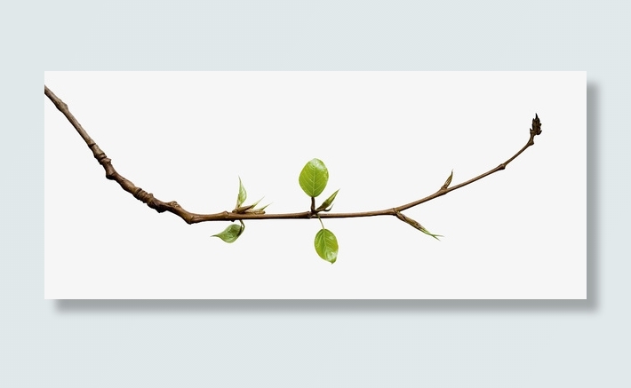 细树枝嫩绿枝芽免抠