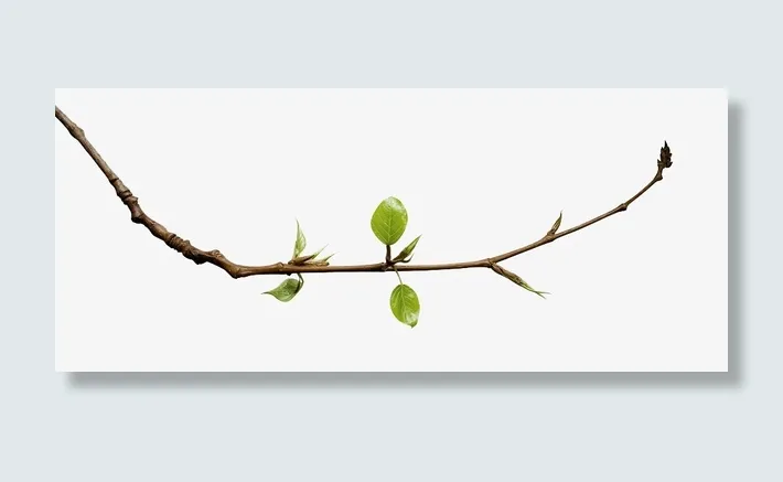 细树枝嫩绿枝芽免抠
