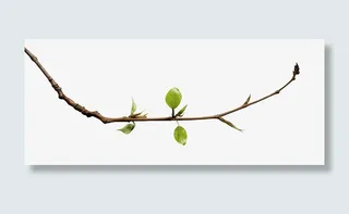 细树枝嫩绿枝芽免抠