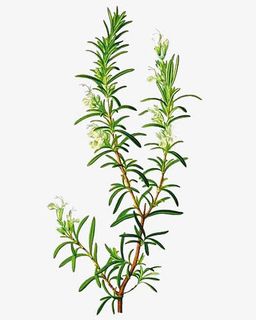 迷迭香枝丫免抠