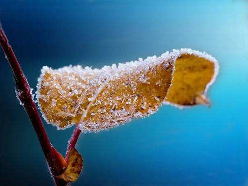 霜降节气霜叶植物蓝色元素免抠