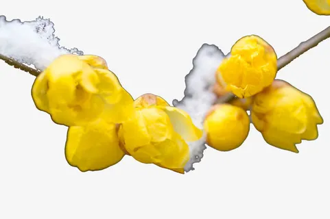 积雪花苞花卉免抠