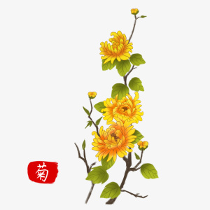 中国风传统节日菊花赏菊元素免抠