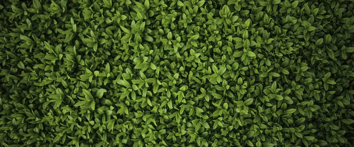 绿色树叶背景高清