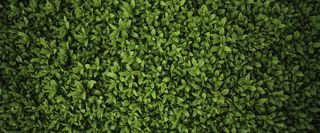 绿色树叶背景高清