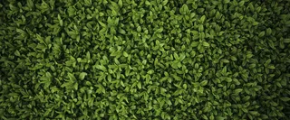 绿色树叶背景高清