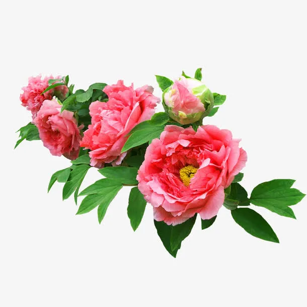 真花红牡丹免抠