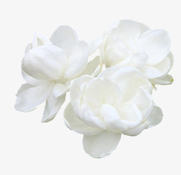 白色茉莉花免抠