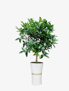 四季桂 抠图免抠