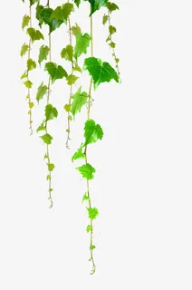 绿色春天花藤植物美景免抠