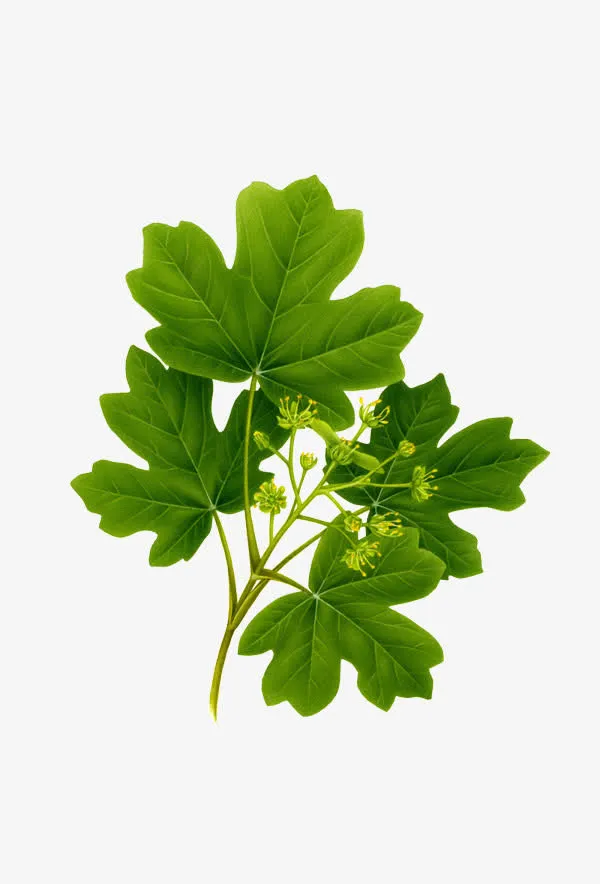 绿叶绿枝春天装饰免抠装饰植物元素