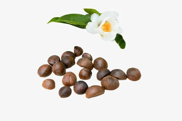 山茶籽免抠