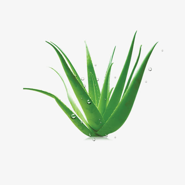 芦荟免抠
