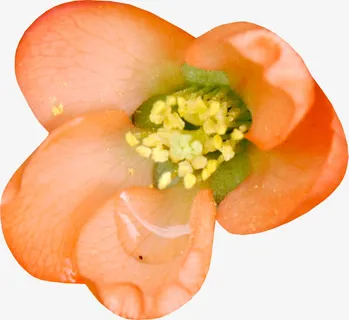 黄色花朵免抠动植物植物元素 黄色花朵免抠动植物植物元素