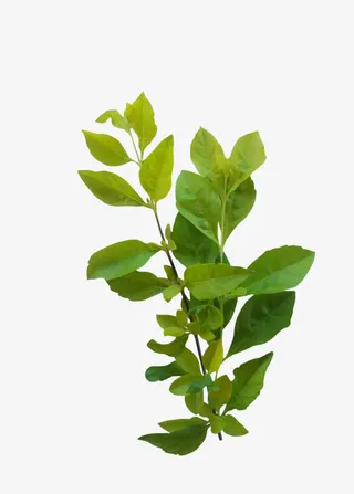 高清漂亮的树干树叶免抠