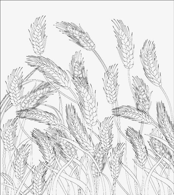 小麦底纹免抠