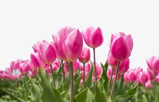 粉色郁金香自然花田免抠