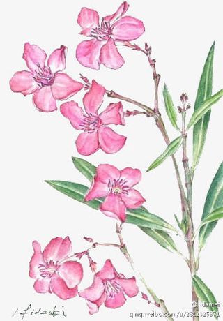 手绘粉色桃花绿叶装饰免抠